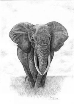 "Elephant"