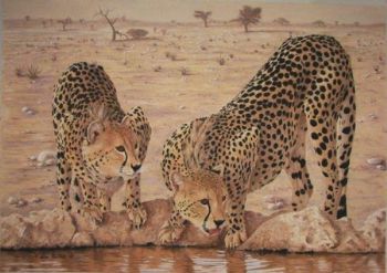 "Cheetahs at Waterhole"