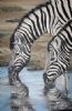 "Zebras at the Waterhole"