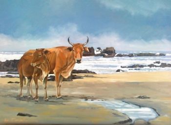 "Wild Coast Cattle"
