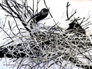 "Sacred Ibis on Nest"