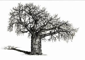 "Baobab"