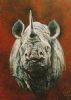 "Rhino"