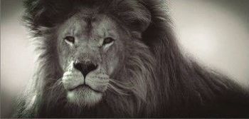 "Lion Face"