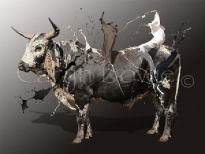 "Nguni Bull"