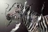 "Grazing Zebra"