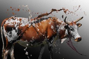 "Nguni Cow"