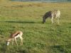 "Impala and Zebra Grazing - set of 6"