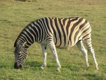 "Zebra - set of 6"