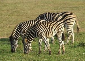 "Zebras Bonding - set of 6"
