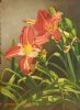 "Day Lilies"