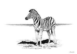 "Zebra Landscape"