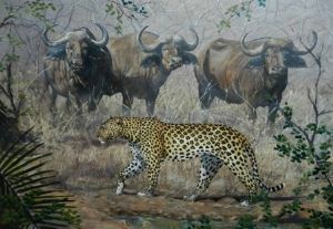 "Catwalk - BBC Wildlife Finalist"