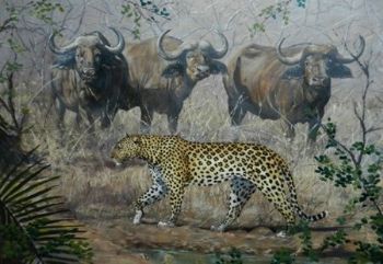 "Catwalk - BBC Wildlife Finalist"