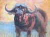 "Blazing Buffalo"