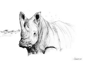 "Rhino Study"