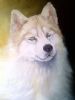 "Siberian Husky portrait"