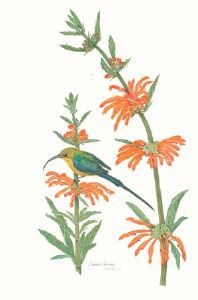 "Leonotis Leonora"