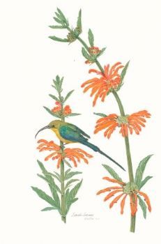 "Leonotis Leonora"
