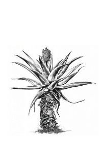 "Aloe 5"