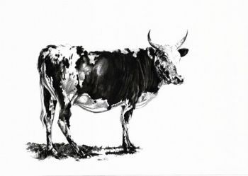 "Nguni 3"