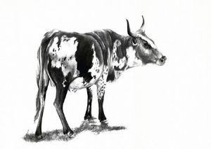 "Nguni 4"