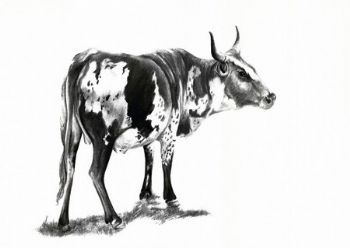 "Nguni 4"