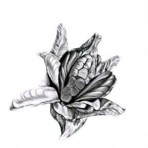 "Seed Pod 6"