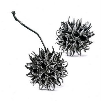 "Seed Pod 10"