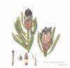 "Protea Lepiocarpodendron"