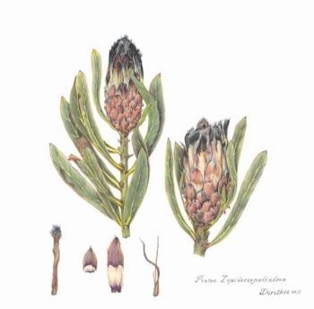 "Protea Lepiocarpodendron"