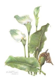 "Zantedeschia Aethiopica"