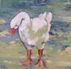 "Welgevonden Duck 1"