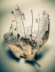 "Leaf Skeleton"