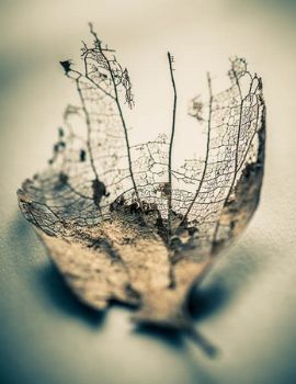 "Leaf Skeleton"
