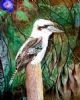 "Kookaburra"