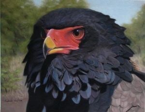 "Bateleur Portrait"