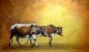 "Africa's Painted Cattle 2"