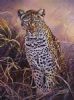 "Juvenile Leopard"