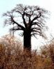 "Baobab, Midwinter, Pafuri"