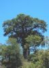 "Baobab, Midsummer, Pafuri"