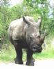 "White Rhino - One of the Last!"