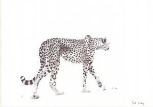 "Cheetah"