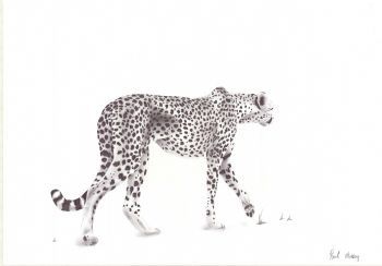 "Cheetah"