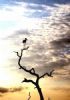 "Saddle-Billed Stork Atop a Leadwood"
