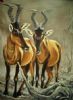 "Red Hartebeest"