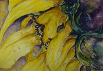 "Drooping Sunflower After The Rain"