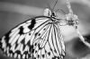 "Butterfly #42"
