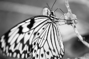 "Butterfly #42"
