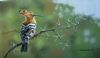 "African Hoopoe"